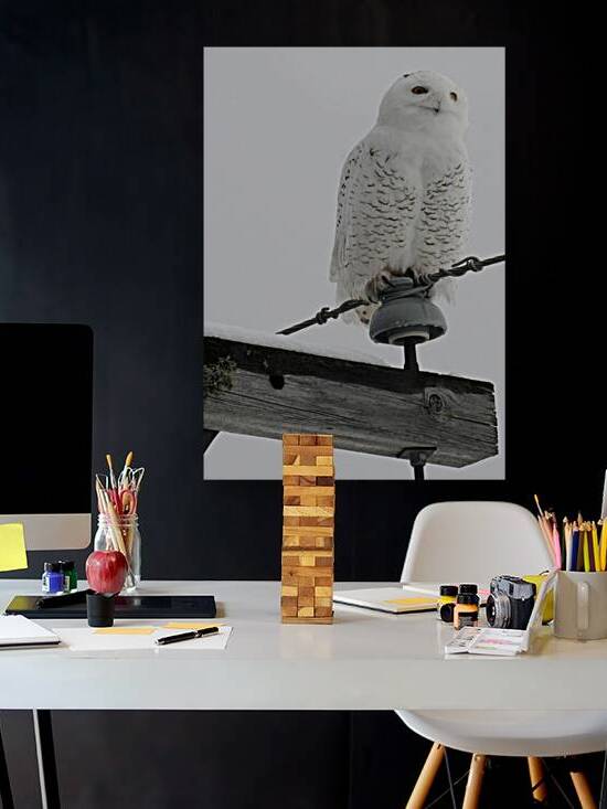 DSC 1902  by James Shedden Photography