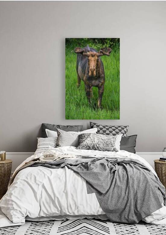 JBS 2499 by James Shedden Photography