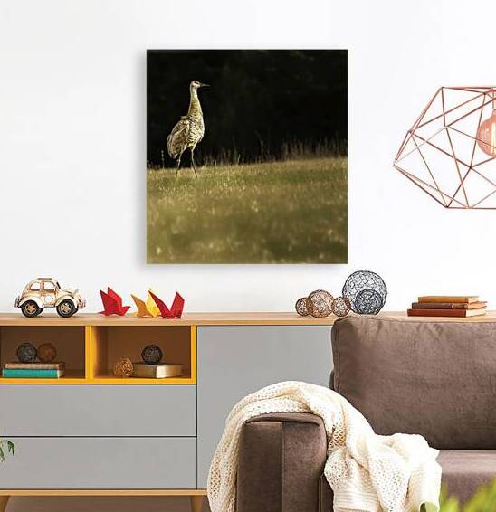 JBS 0909 by James Shedden Photography