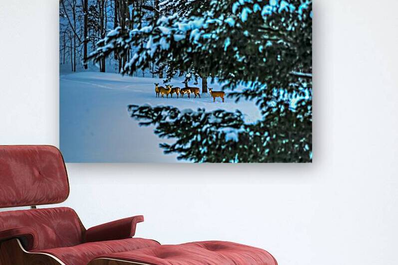 DSC 5646  by James Shedden Photography