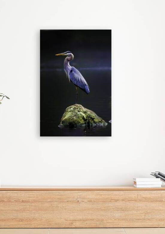 JBS 1706 2 by James Shedden Photography