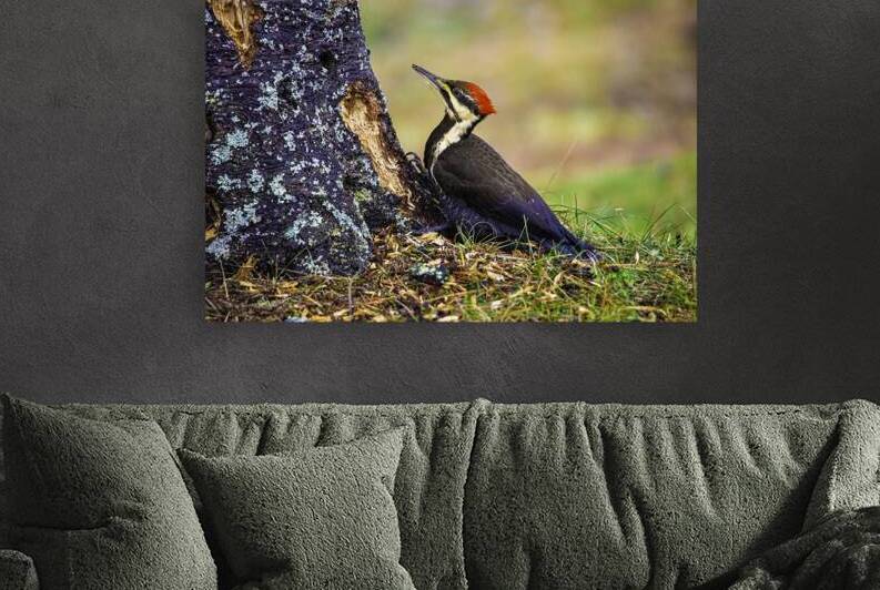 JBS 9742 1 by James Shedden Photography