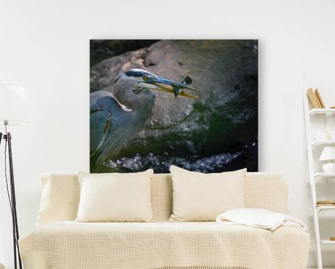 JBS 3491 by James Shedden Photography