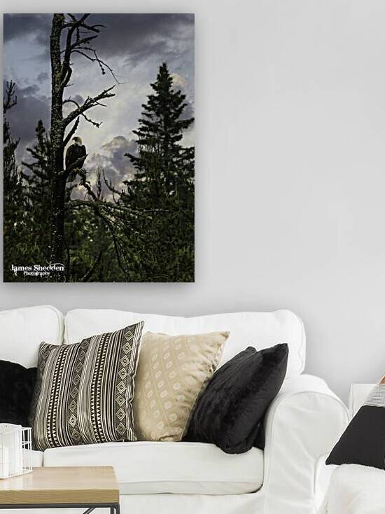 Eagle-Gogama by James Shedden Photography