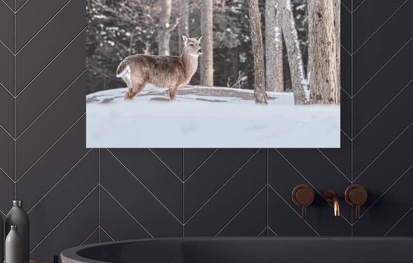 JBS 5494  by James Shedden Photography