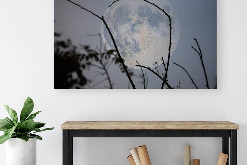 ZJS 8305  by James Shedden Photography