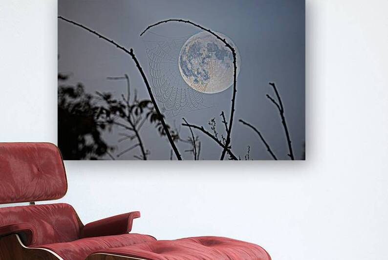 ZJS 8305  by James Shedden Photography