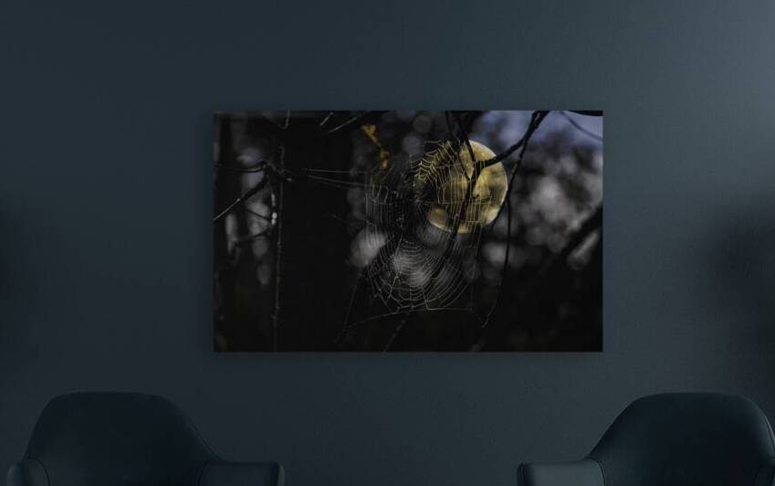 DSC 4847 by James Shedden Photography