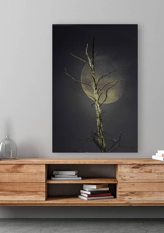 JBS 0997 by James Shedden Photography