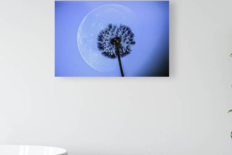 JBS 1373  by James Shedden Photography