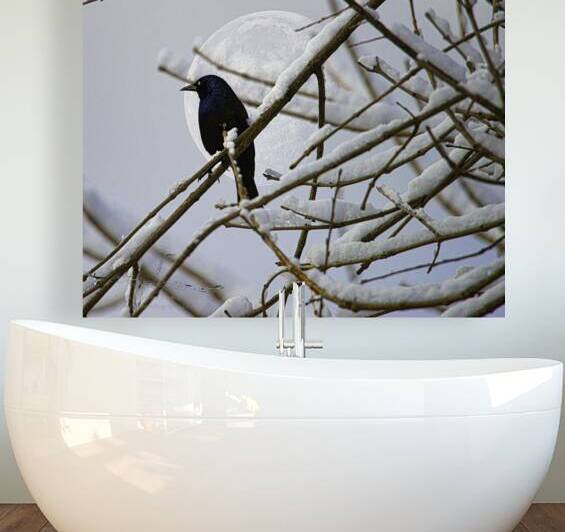 JBS 0164 by James Shedden Photography