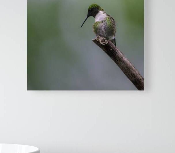 JBS 1233 by James Shedden Photography