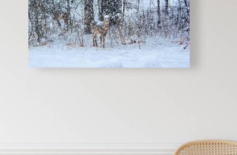 JBS 0383 by James Shedden Photography