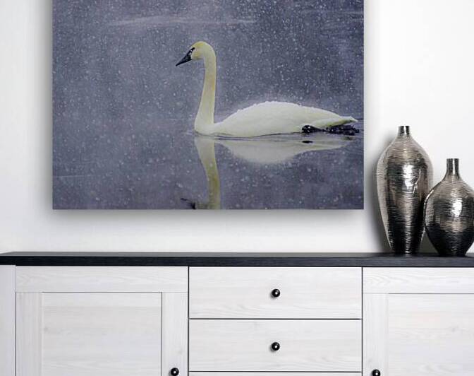 JBS 4477 by James Shedden Photography