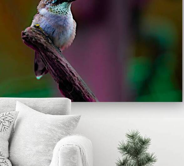 JBS 4382 by James Shedden Photography