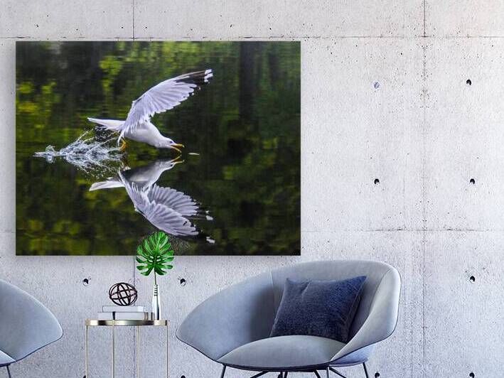  1seagull by James Shedden Photography