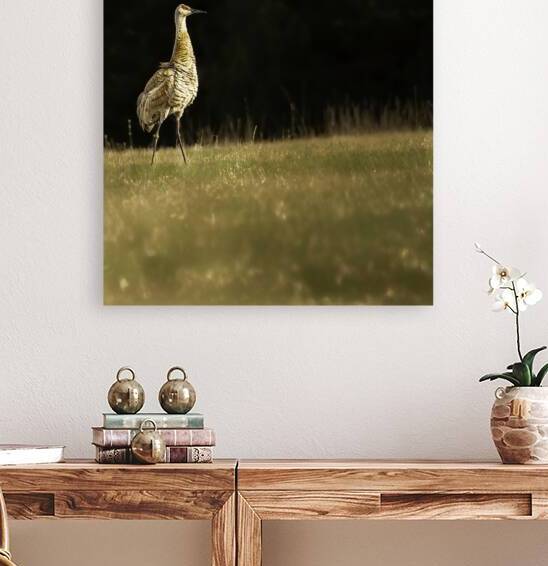 JBS 0909 by James Shedden Photography