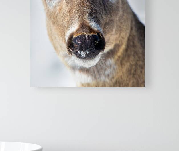 JBS 0540 by James Shedden Photography