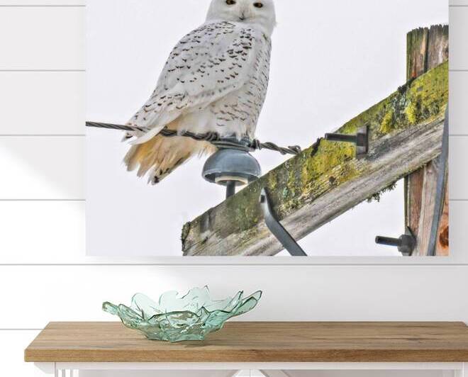 DSC 1876 by James Shedden Photography