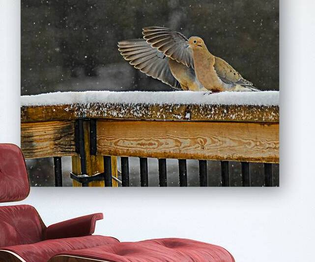  JBS9534 by James Shedden Photography