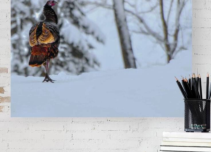 DSC 5553 by James Shedden Photography