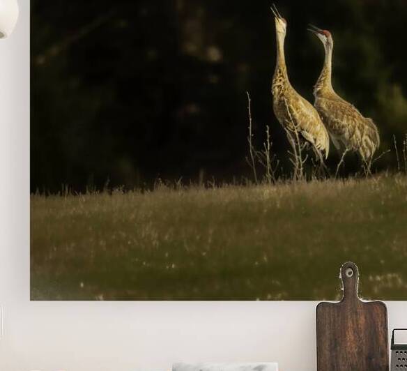 JBS 0918 by James Shedden Photography