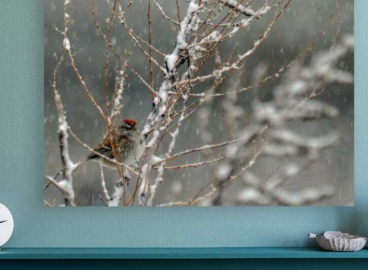  JBS9523 by James Shedden Photography