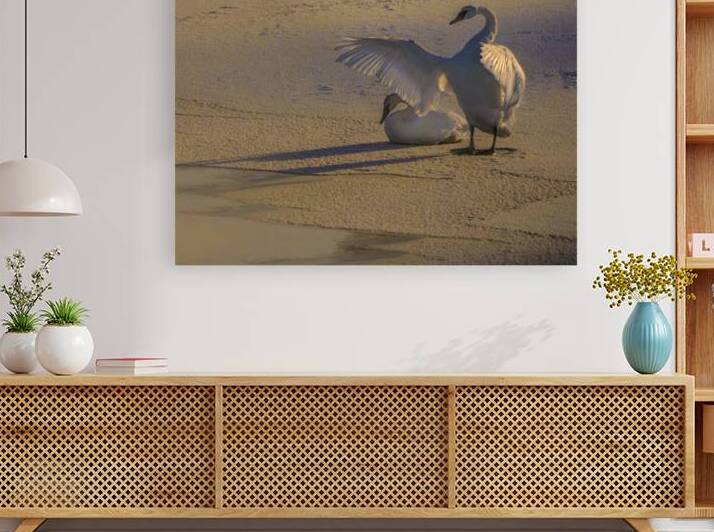 DSC 5806 2 by James Shedden Photography