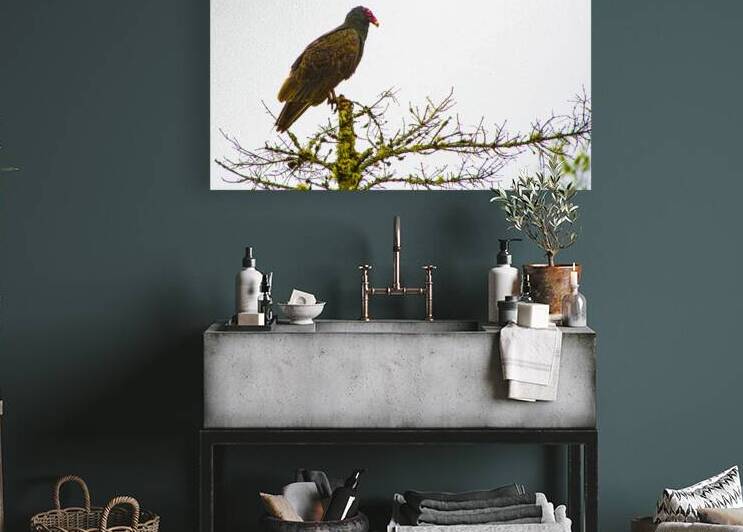 JBS 3472 by James Shedden Photography