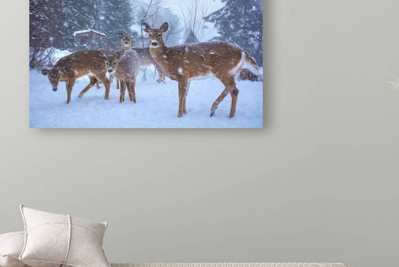 JBS 3204 2  by James Shedden Photography