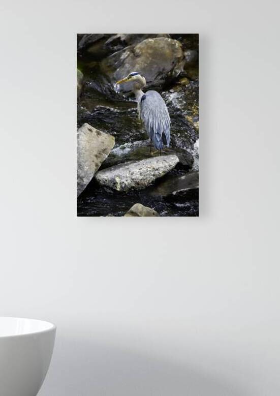 JBS 1574 by James Shedden Photography