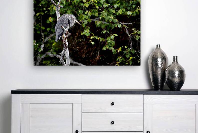 JBS 3072 by James Shedden Photography