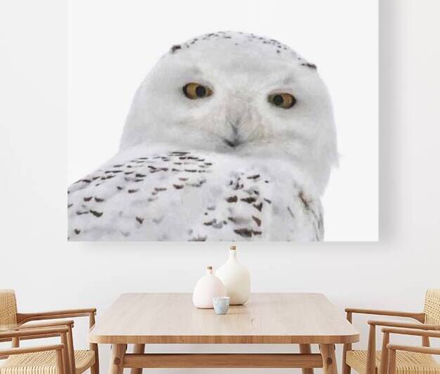 DSC 1876 2 by James Shedden Photography