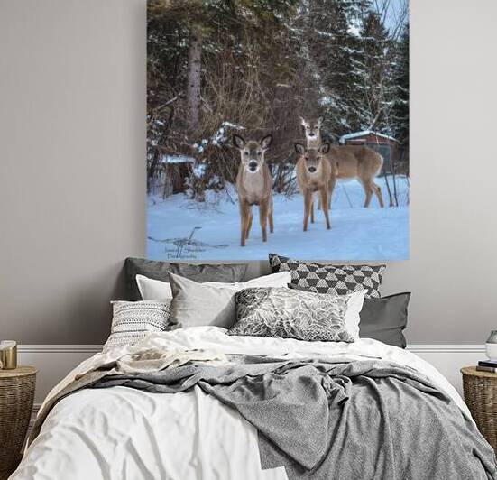 JBS 3117 2  by James Shedden Photography