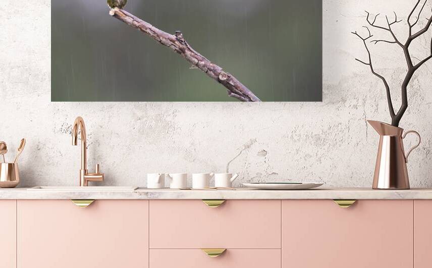 JBS 3953 by James Shedden Photography