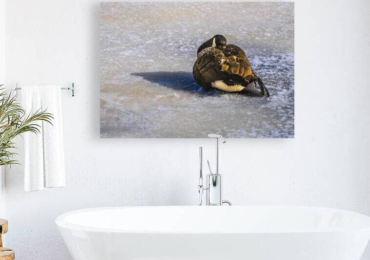 DSC 2285 by James Shedden Photography