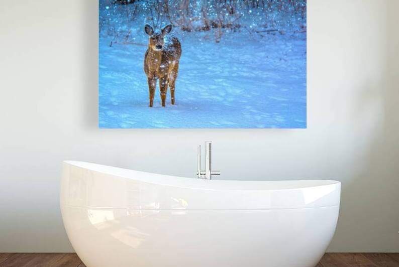 JBS 0395 by James Shedden Photography