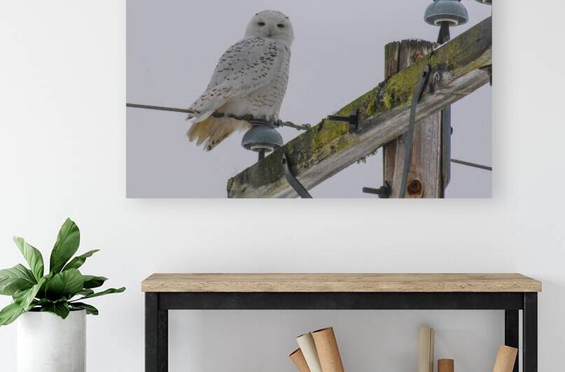 DSC 1879 by James Shedden Photography