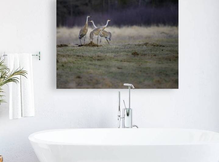 JBS 0650 by James Shedden Photography