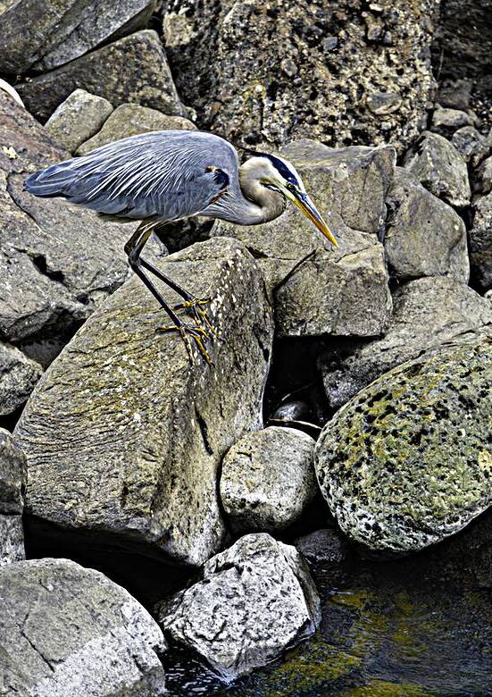 JBS 1629 by James Shedden Photography