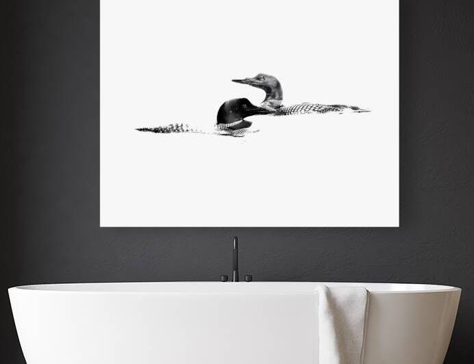 loons by James Shedden Photography