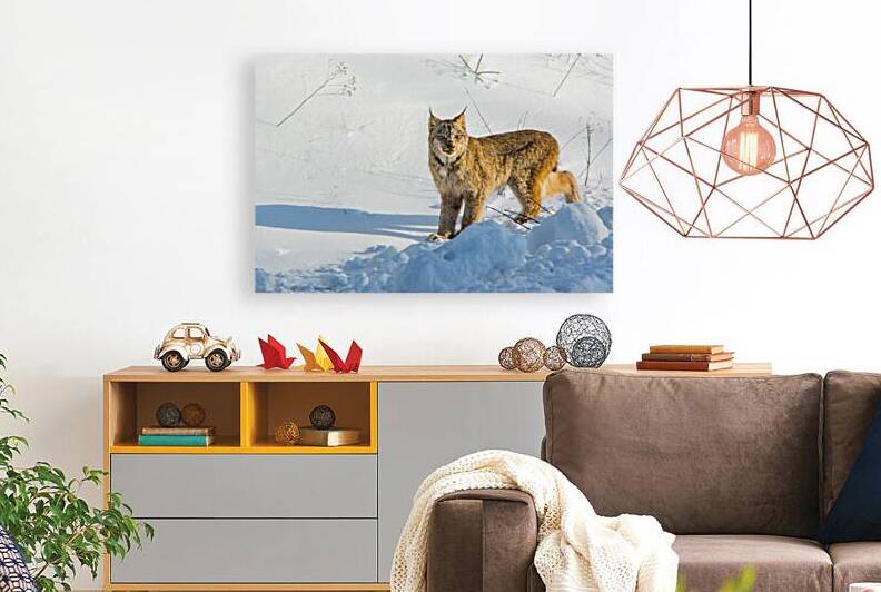 JBS 8771 by James Shedden Photography