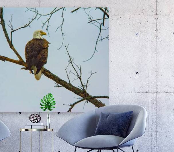 JBS 9645 by James Shedden Photography