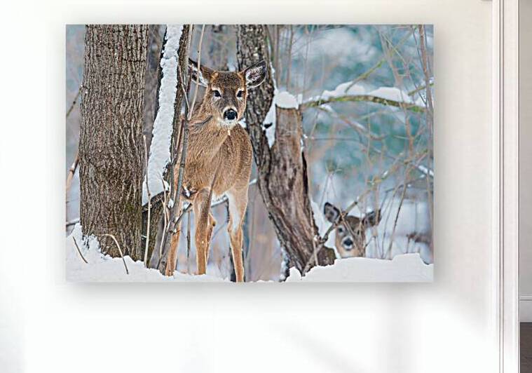 JBS 8854 by James Shedden Photography