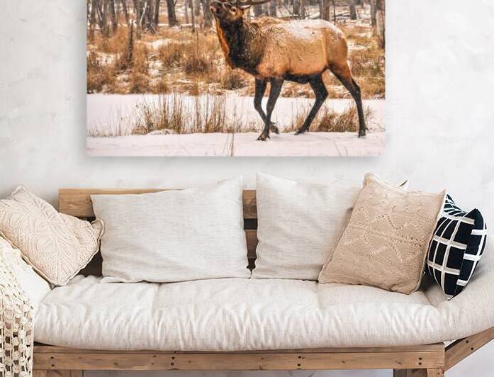 JBS 4996  by James Shedden Photography