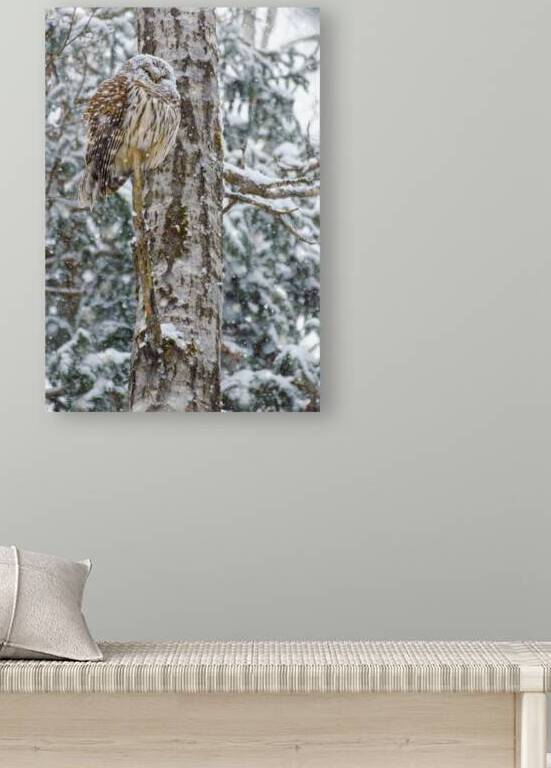 JBS 4998 by James Shedden Photography