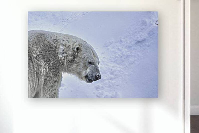 JBS 9247 by James Shedden Photography