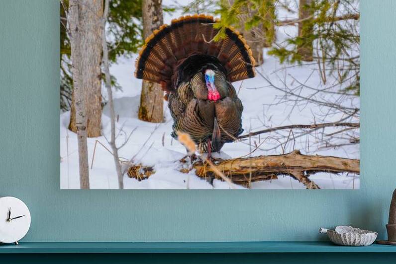 JBS 5958 by James Shedden Photography