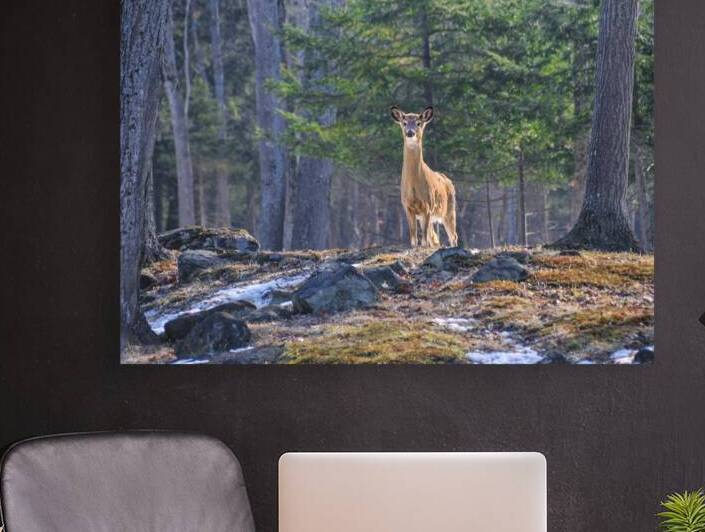 JBS 8417 by James Shedden Photography