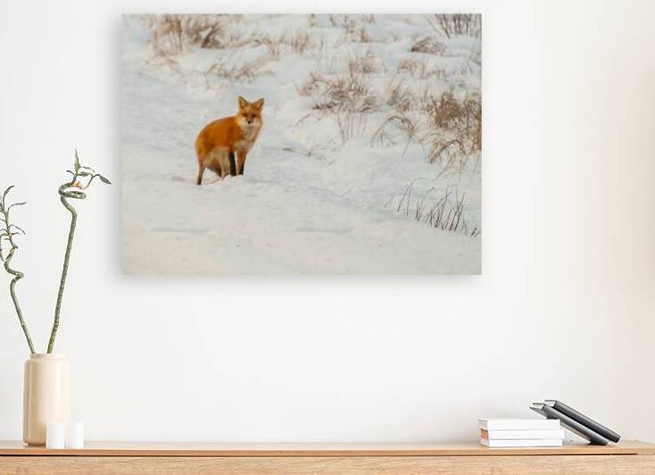 JBS 6354 by James Shedden Photography